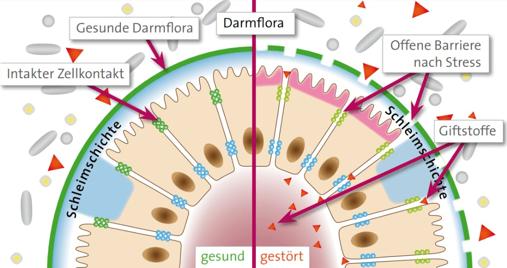 Comparison of a healthy and impaired intestinal barrier